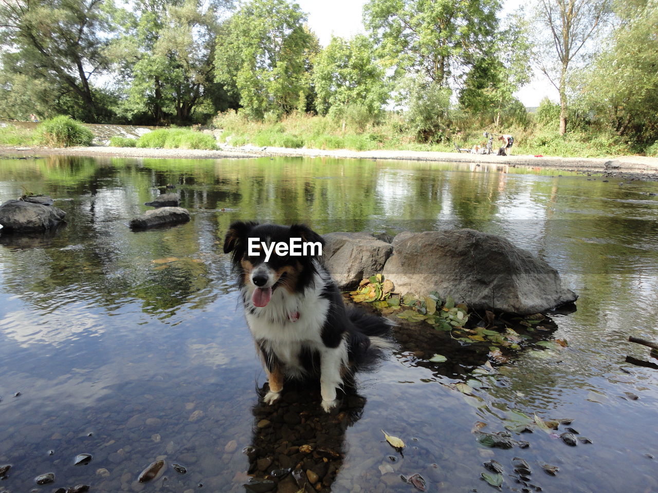 High angle view of dog sticking out tongue while sitting on river