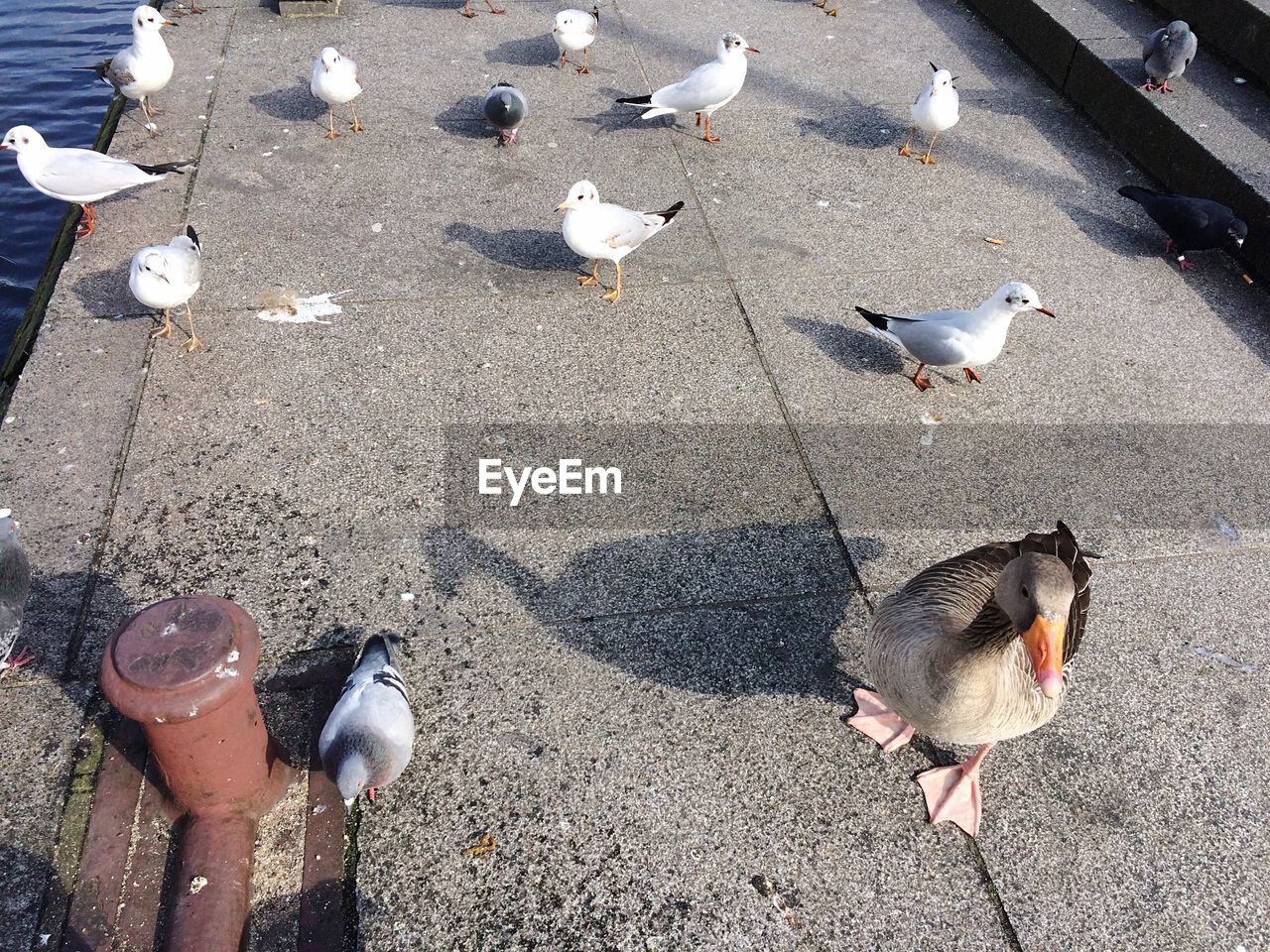 HIGH ANGLE VIEW OF DUCK ON STREET