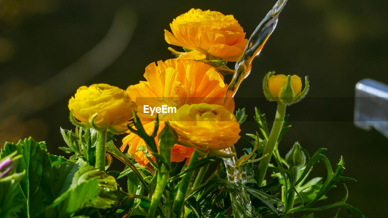 CLOSE-UP OF YELLOW FLOWERING PLANT AGAINST BLURRED BACKGROUND