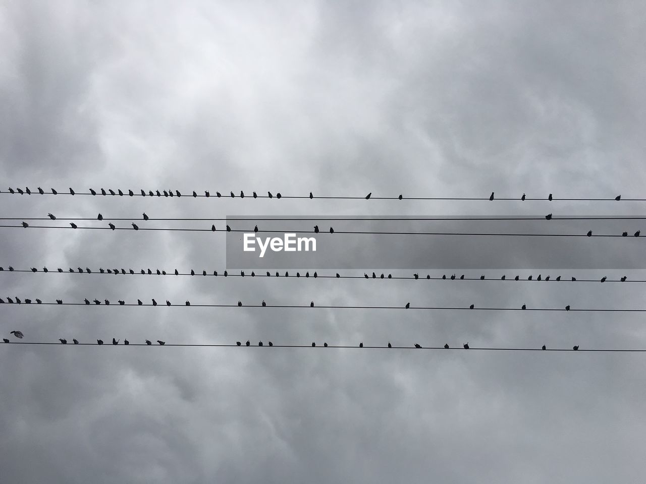 Low angle view of birds perching on power line