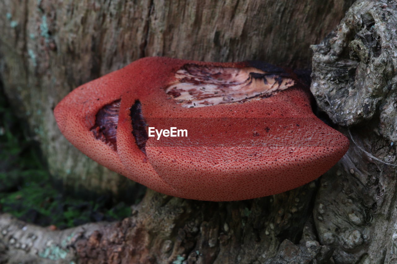 CLOSE-UP OF RED MUSHROOMS ON TREE TRUNK