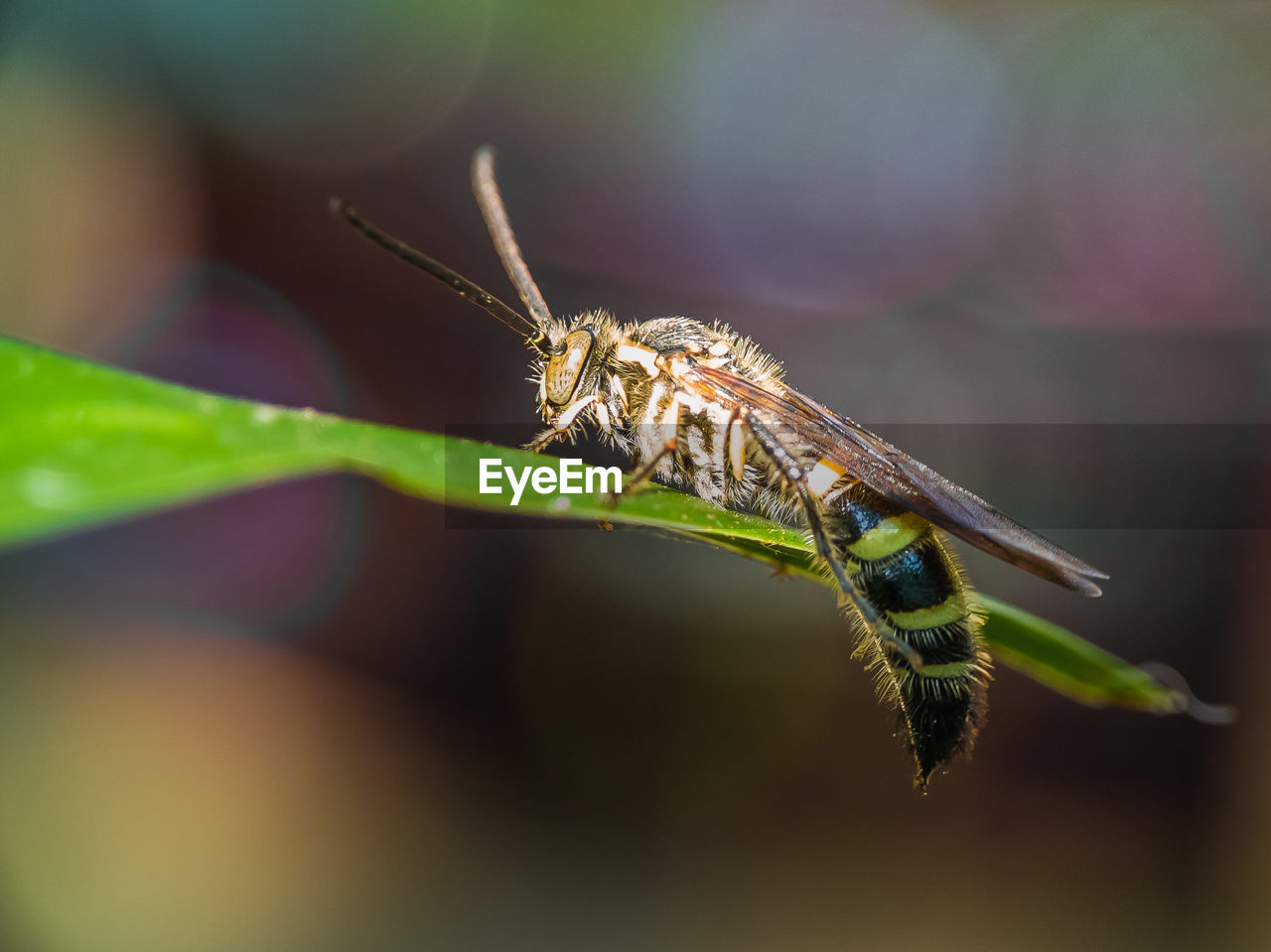 CLOSE-UP OF CATERPILLAR ON LEAF