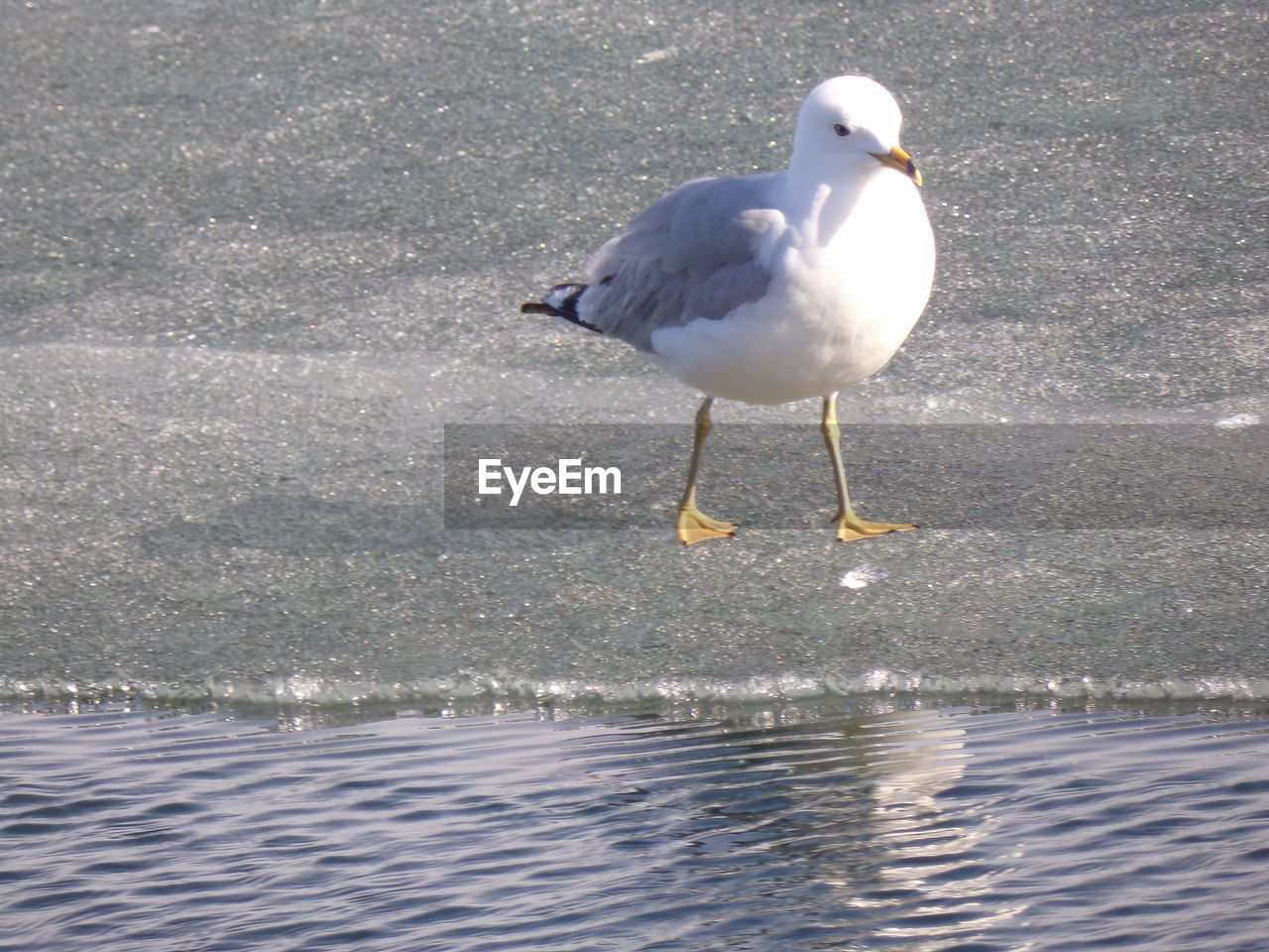 SEAGULL PERCHING ON THE BEACH