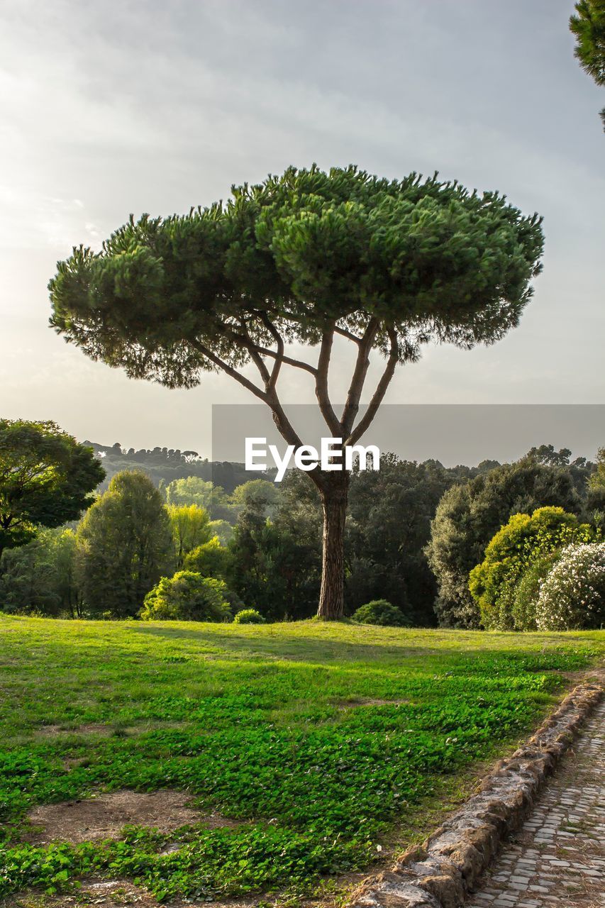 Trees on field against sky