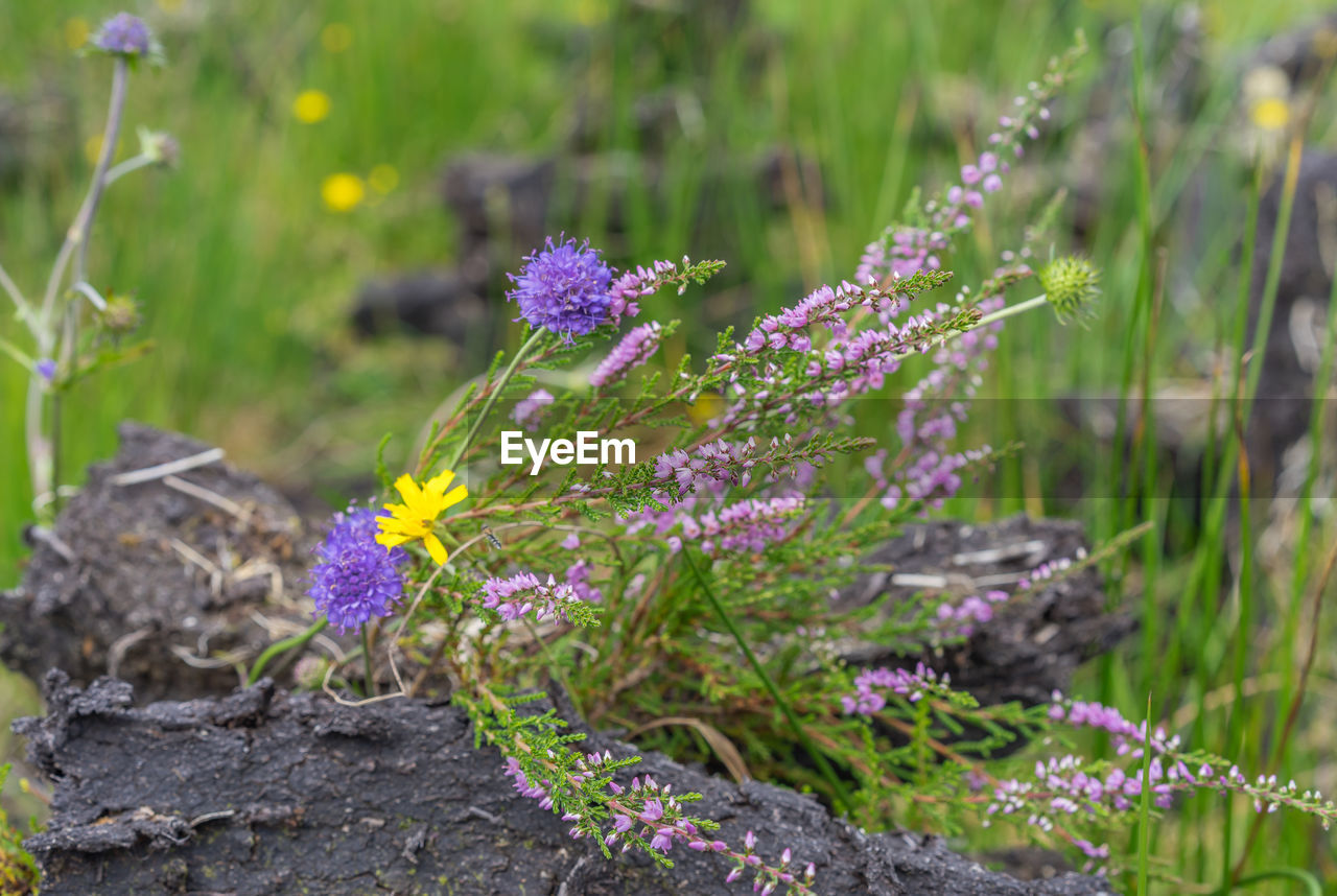 PURPLE FLOWERING PLANTS ON FIELD