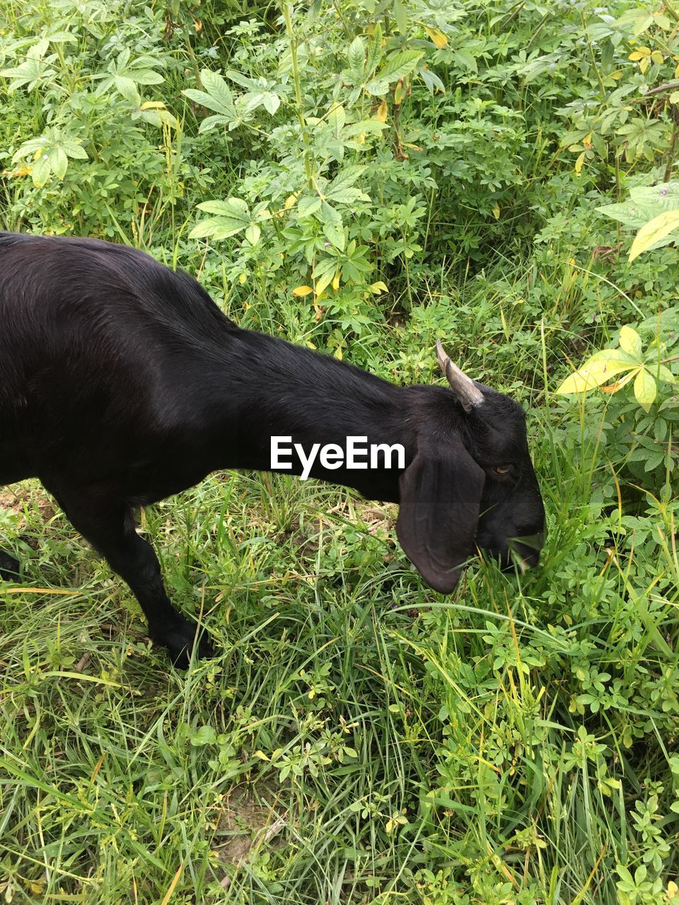 CLOSE-UP OF BLACK DOG IN GRASS