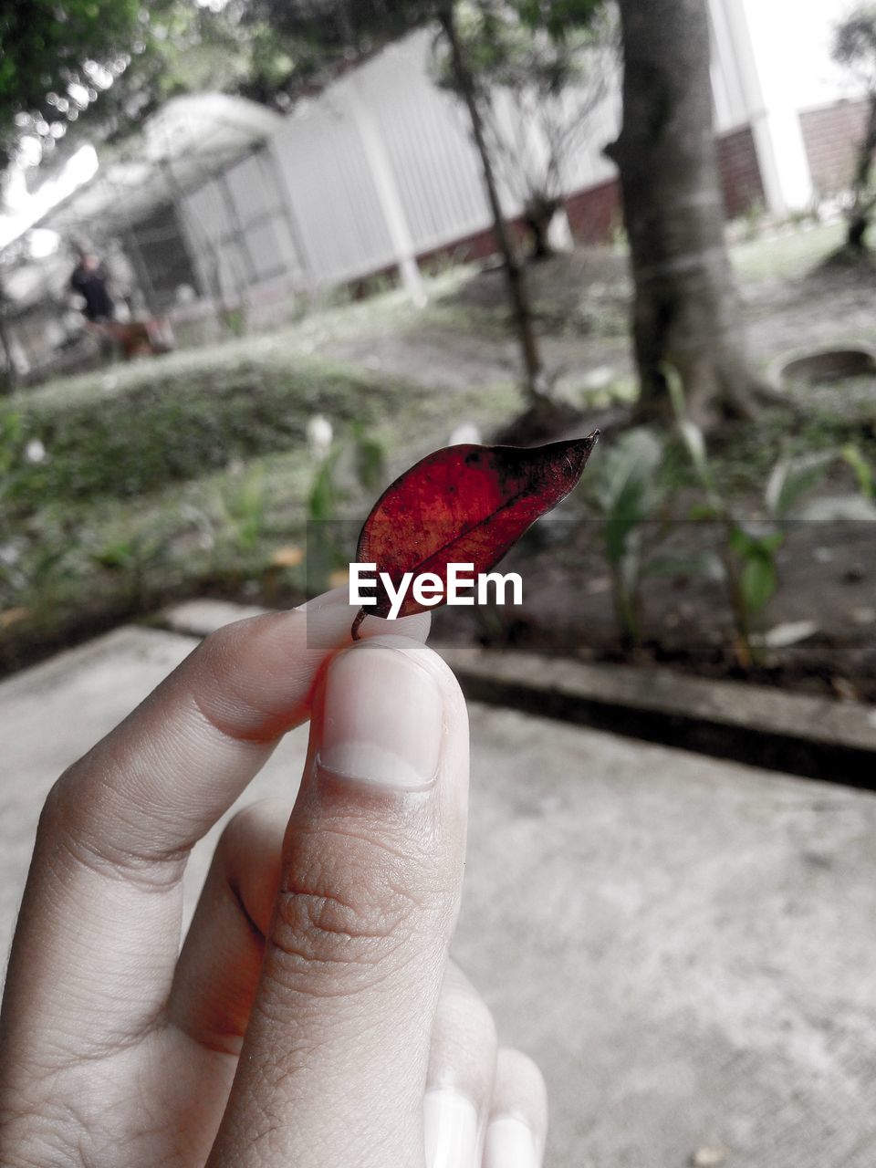 CLOSE-UP OF HAND HOLDING A BIRD