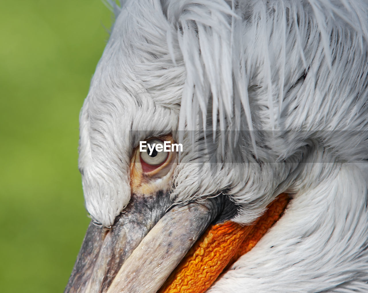 Dalmatian pelican - detail of the eye