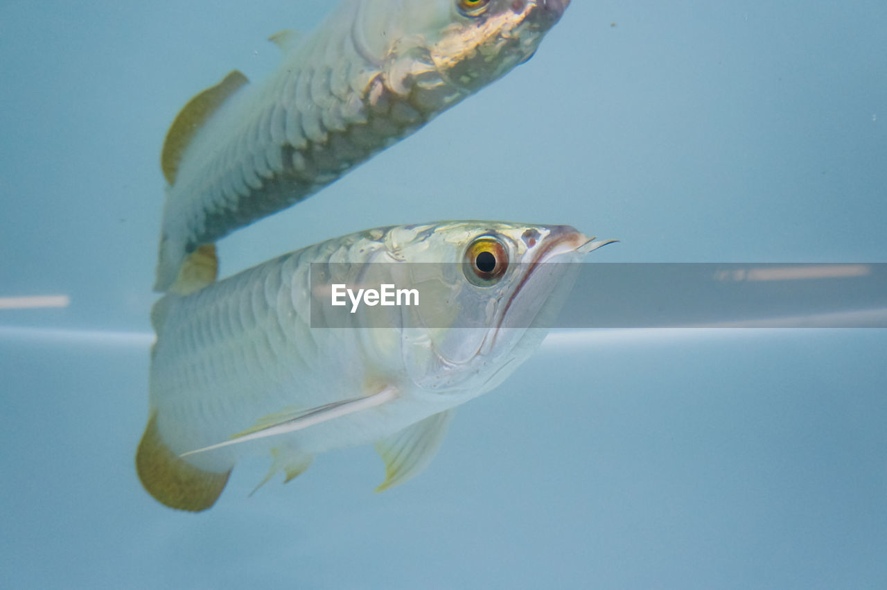 CLOSE-UP OF FISH UNDERWATER