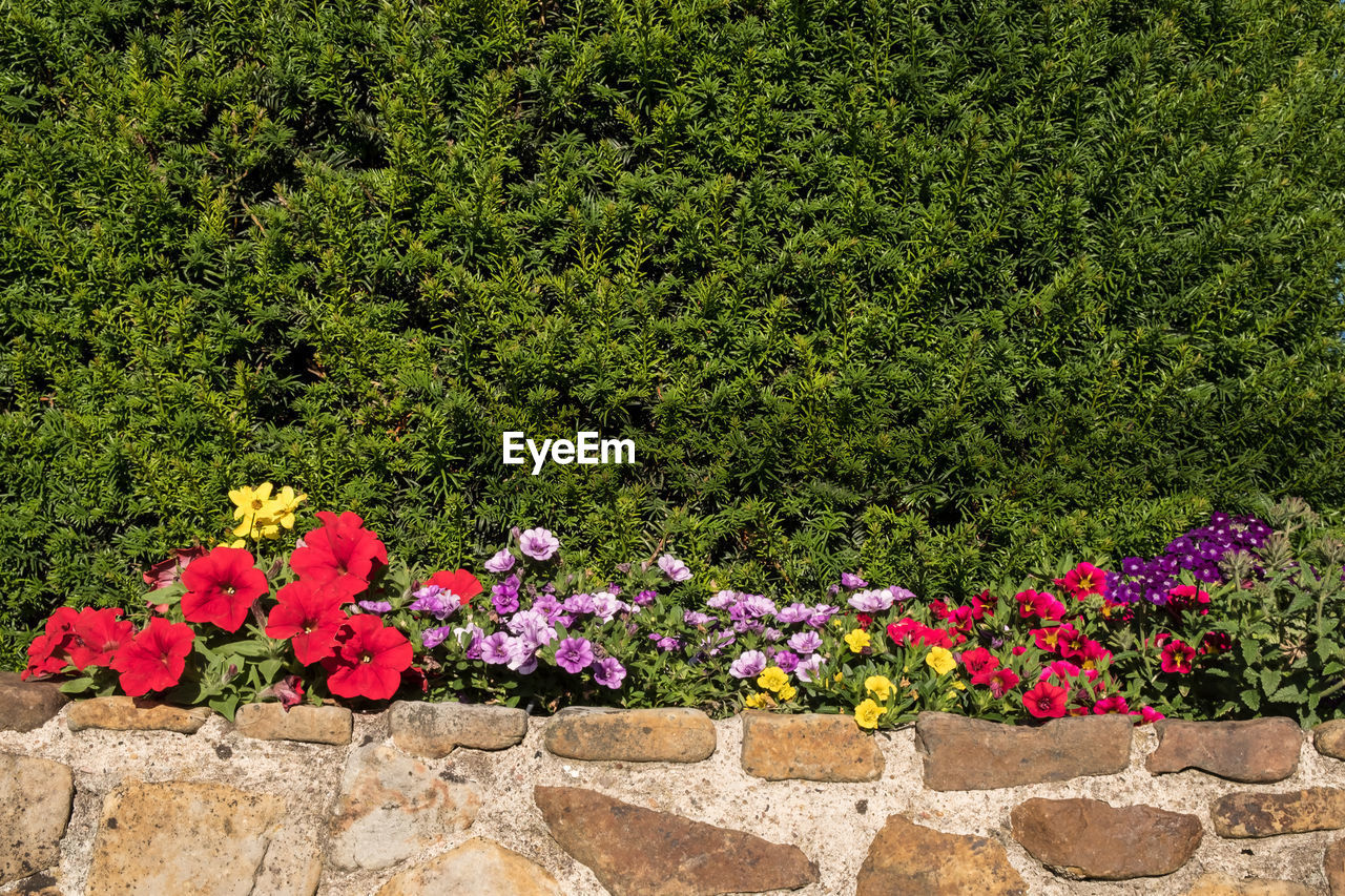 PINK FLOWERING PLANTS BY WALL