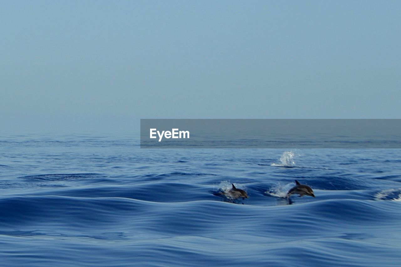 DUCK SWIMMING IN SEA AGAINST CLEAR SKY