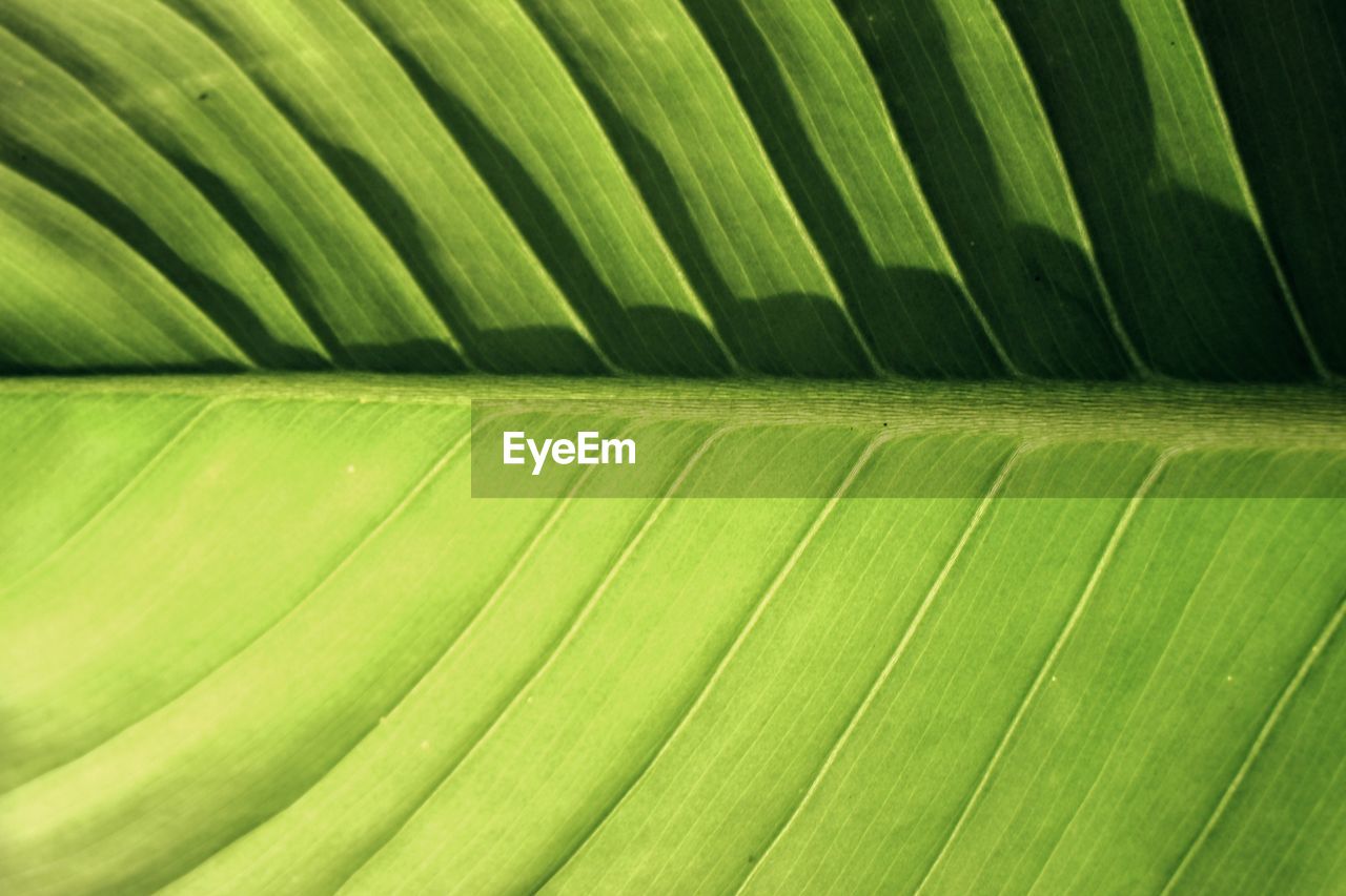 Full frame shot of banana leaf