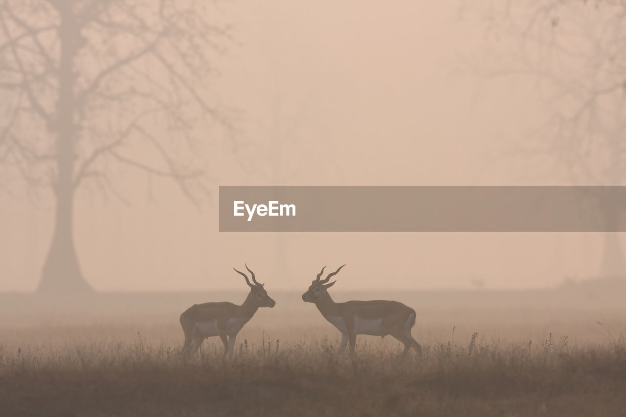 FLOCK OF DEER ON FIELD