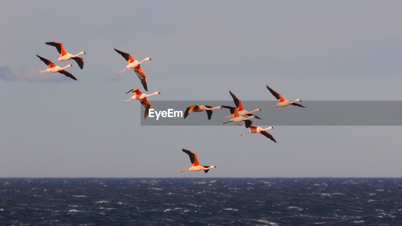FLOCK OF BIRDS IN SEA AGAINST CLEAR SKY