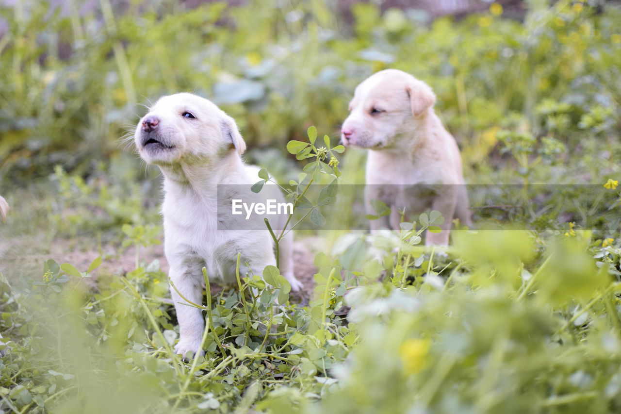 DOGS IN FIELD