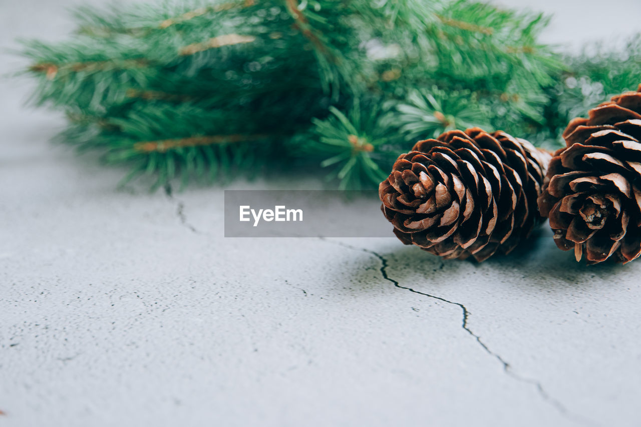 Front view of christmas or winter, new year background layout with fir tree branch and pine cones