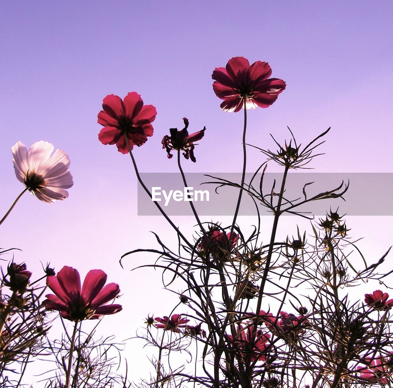 LOW ANGLE VIEW OF PINK FLOWER AGAINST SKY