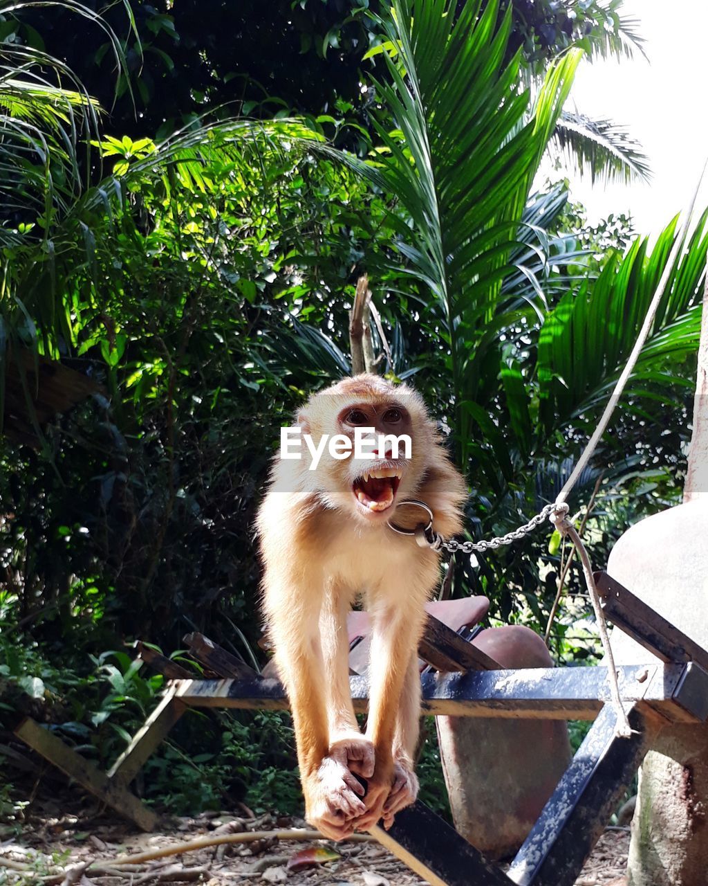 MONKEY SITTING ON A PLANT