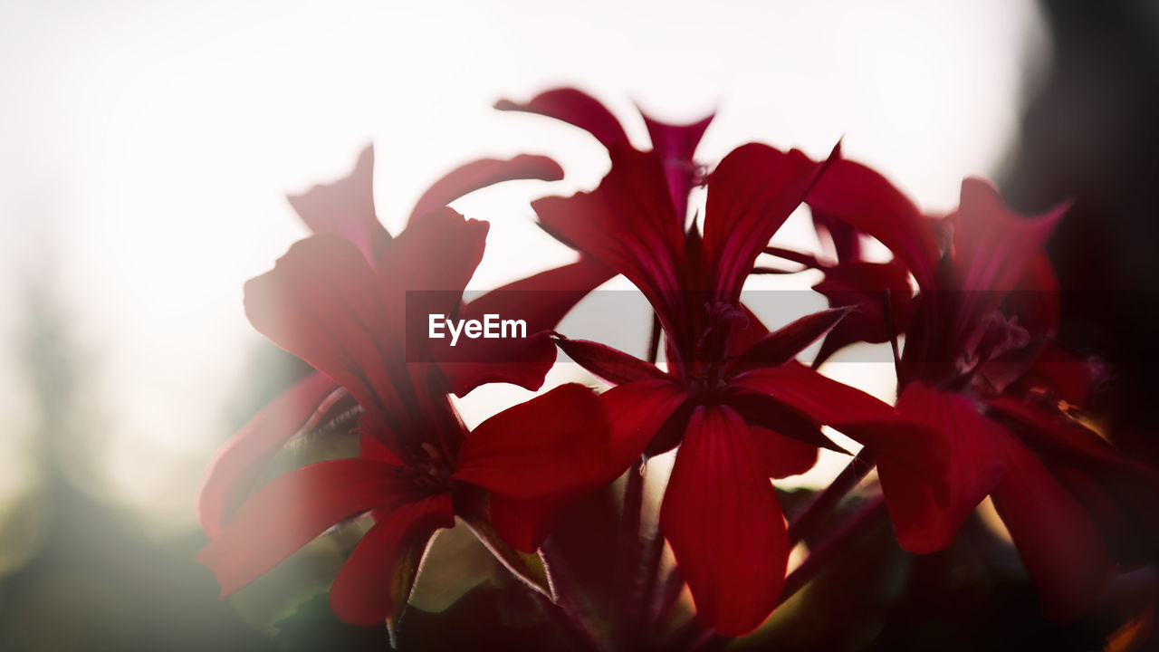 CLOSE-UP OF RED FLOWER BLOOMING OUTDOORS