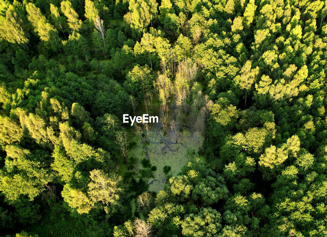 HIGH ANGLE VIEW OF TREES AND PLANTS GROWING IN FOREST