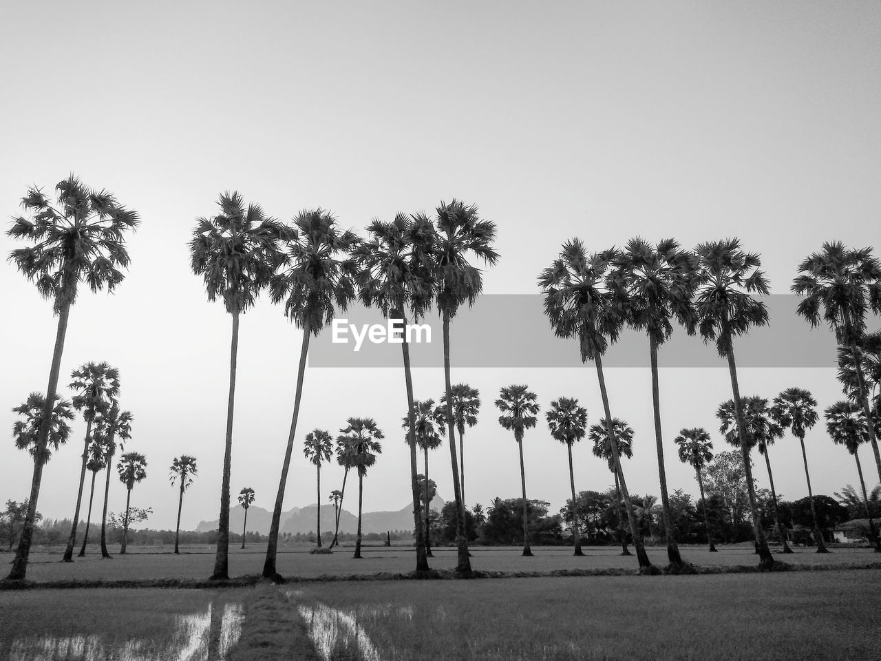 LOW ANGLE VIEW OF PALM TREES ON FIELD AGAINST SKY