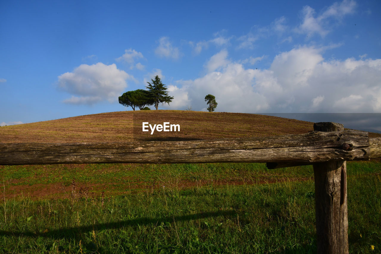 Tree on field against sky