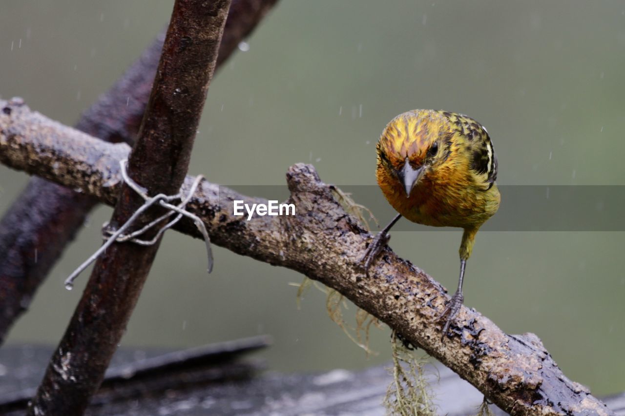 Close-up of bird perching on branch