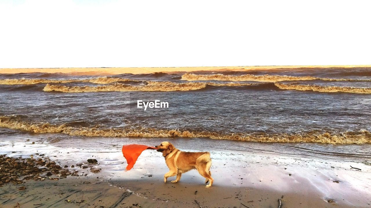 Side view of golden retriever with red flag at beach