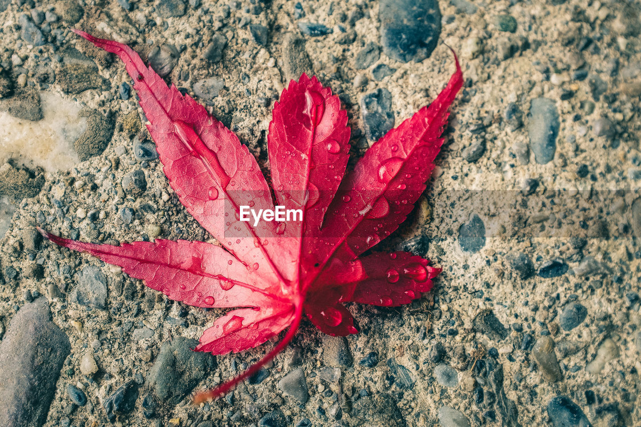 High angle view of red maple leaves on field