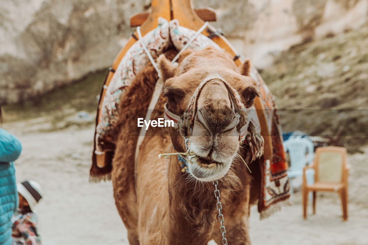 Camel in kapadokya