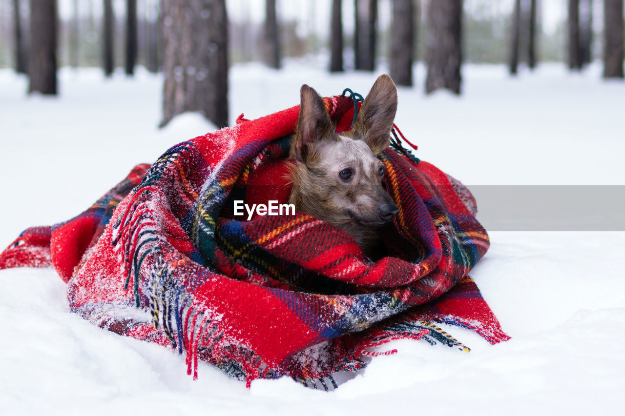 Little dog with big ears wrapped in red checkered plaid on a snow in winter forest.