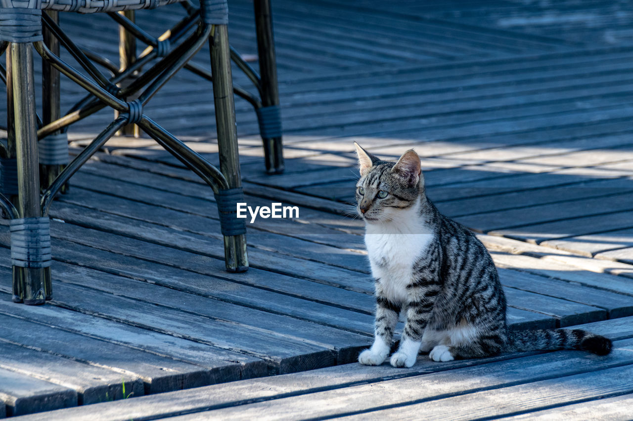 portrait of cat sitting on wooden wall