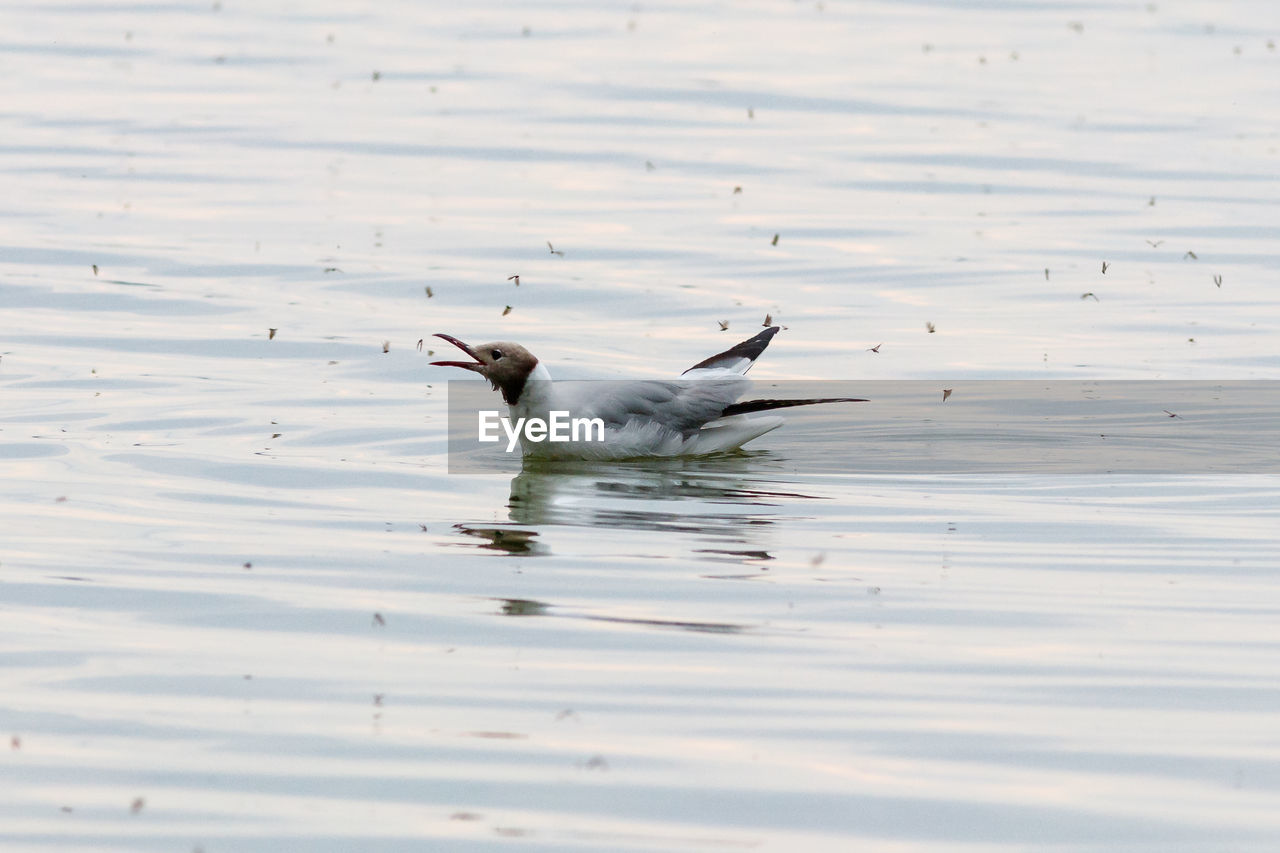 DUCKS IN LAKE