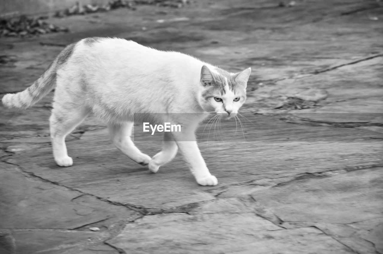 PORTRAIT OF CAT STANDING ON FOOTPATH BY WOOD