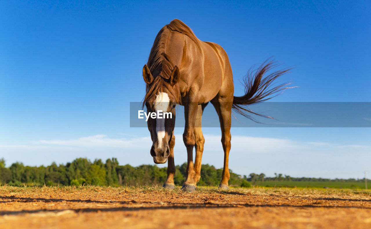 VIEW OF HORSE ON FIELD