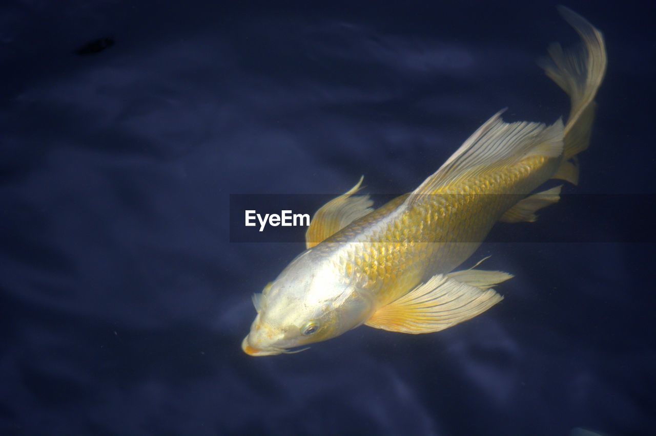 Close-up of fish swimming in aquarium