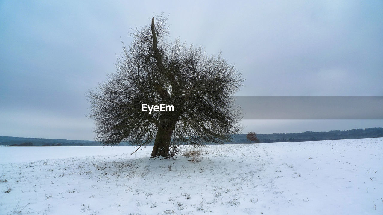 Trees on snow covered field against sky