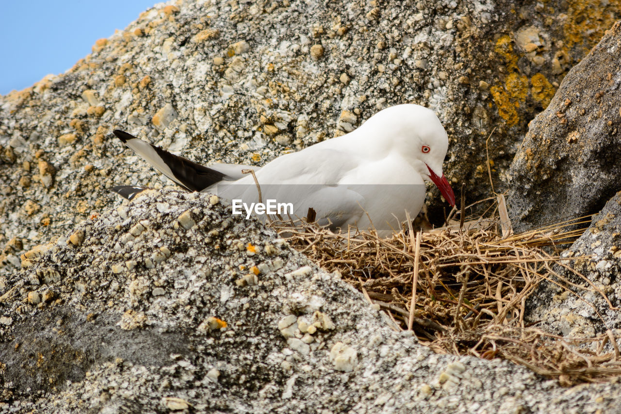 WHITE BIRD PERCHING ON GROUND