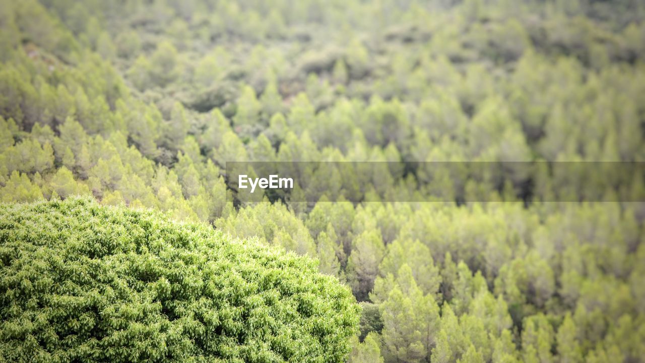 PANORAMIC VIEW OF FOREST