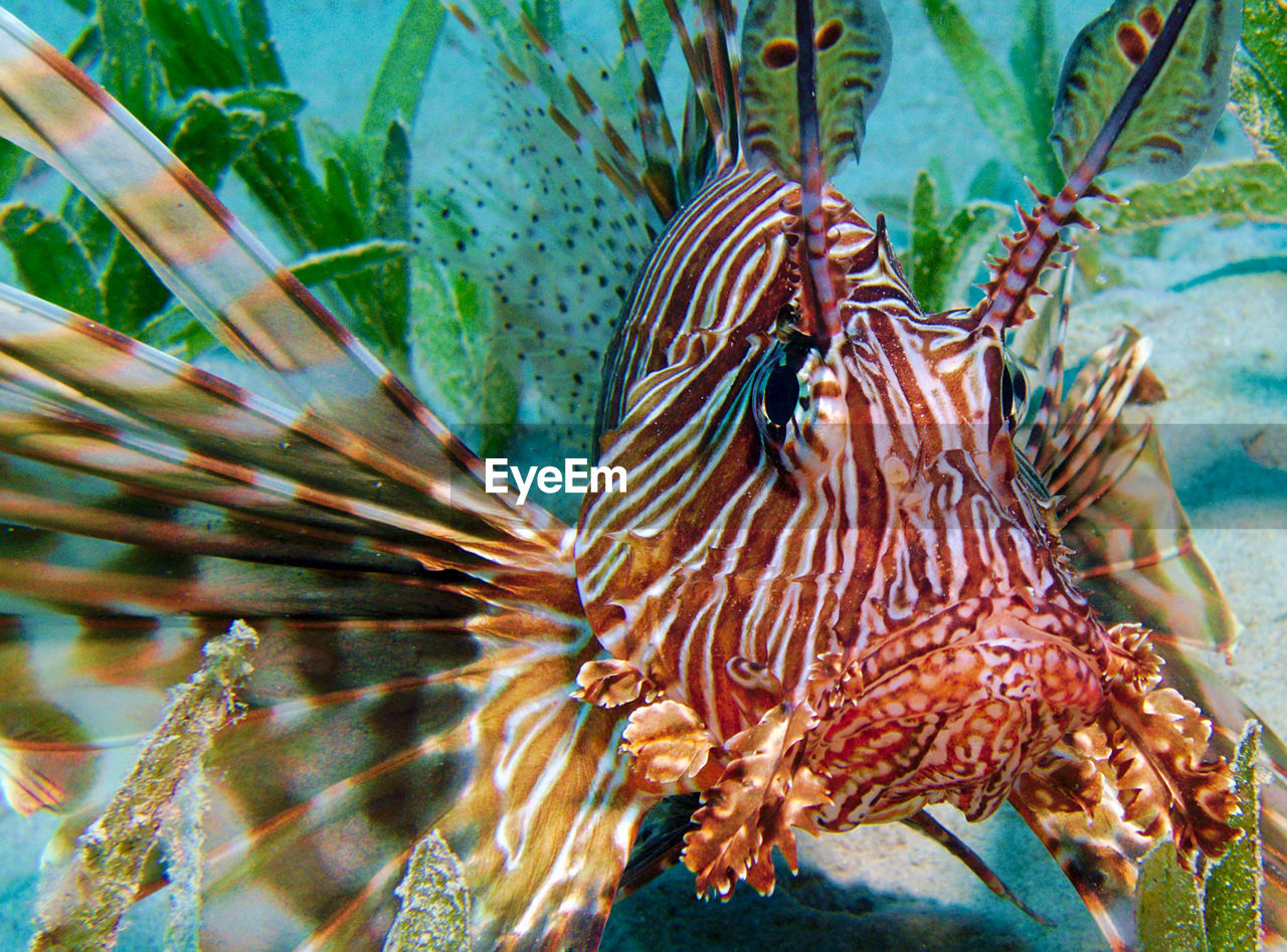 CLOSE-UP VIEW OF CORAL IN SEA