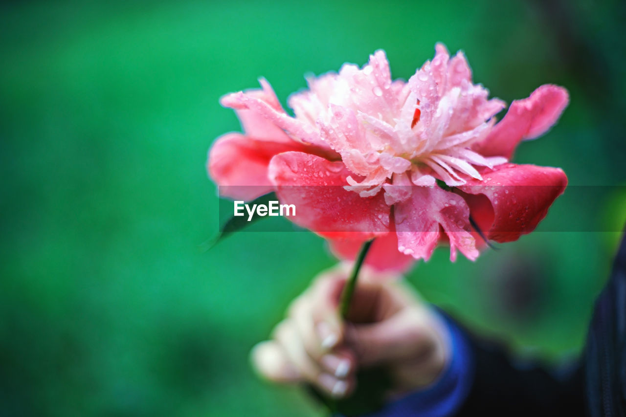 Close-up of hand holding wet pink peony flower on green background