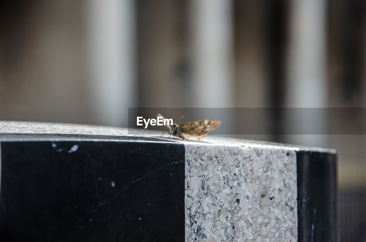 CLOSE-UP OF GRASSHOPPER