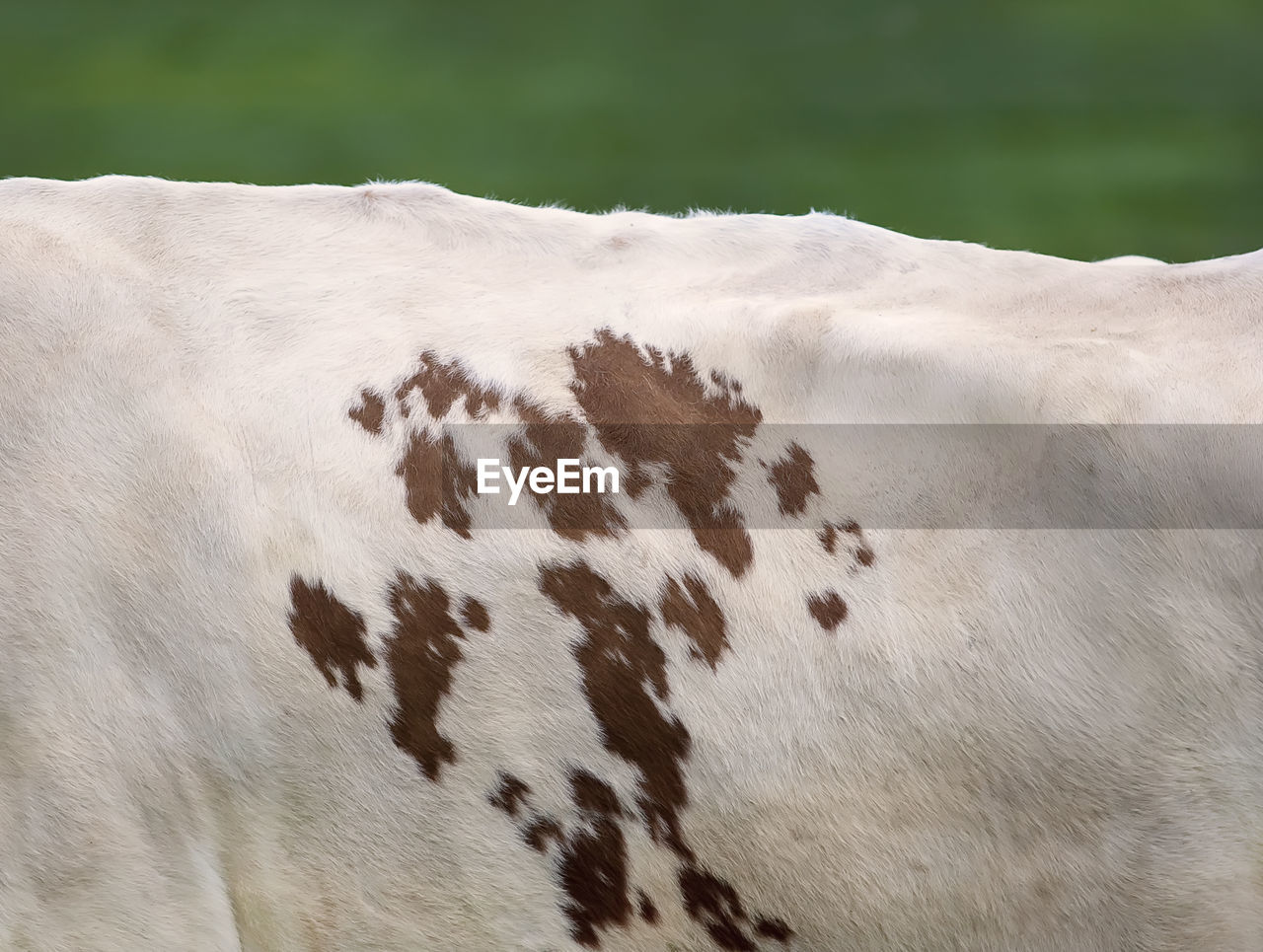 CLOSE-UP OF COW ON LEAF