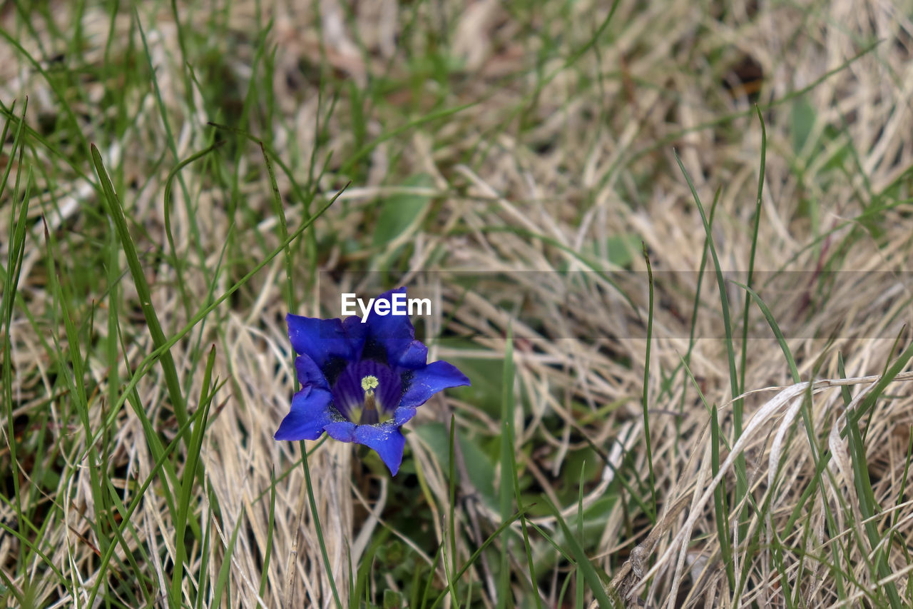 CLOSE-UP OF PURPLE BLUE FLOWER ON FIELD