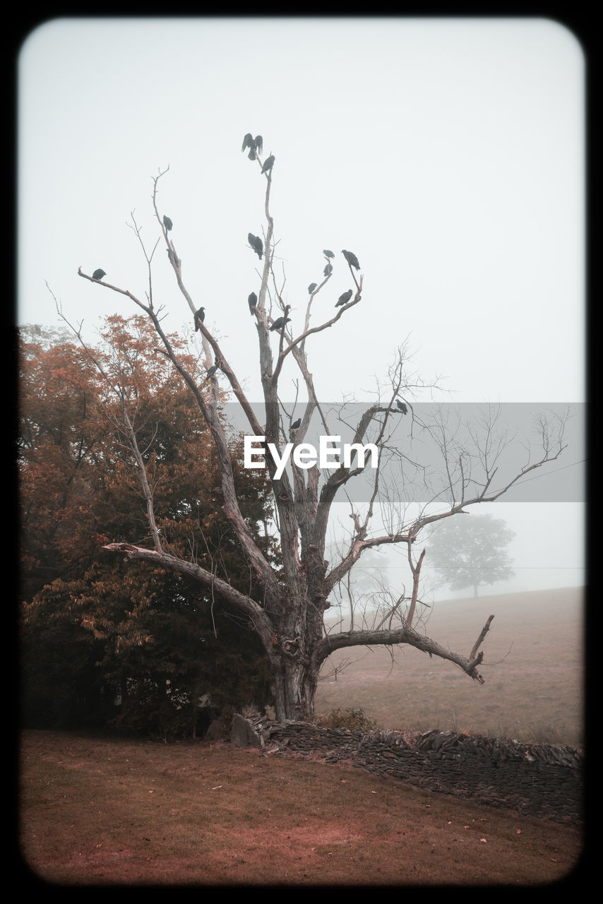 BARE TREES ON FIELD AGAINST CLEAR SKY