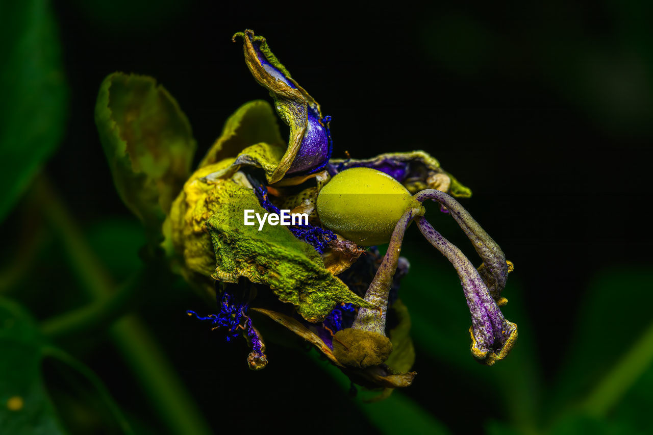 Dried up passion flower selective focus