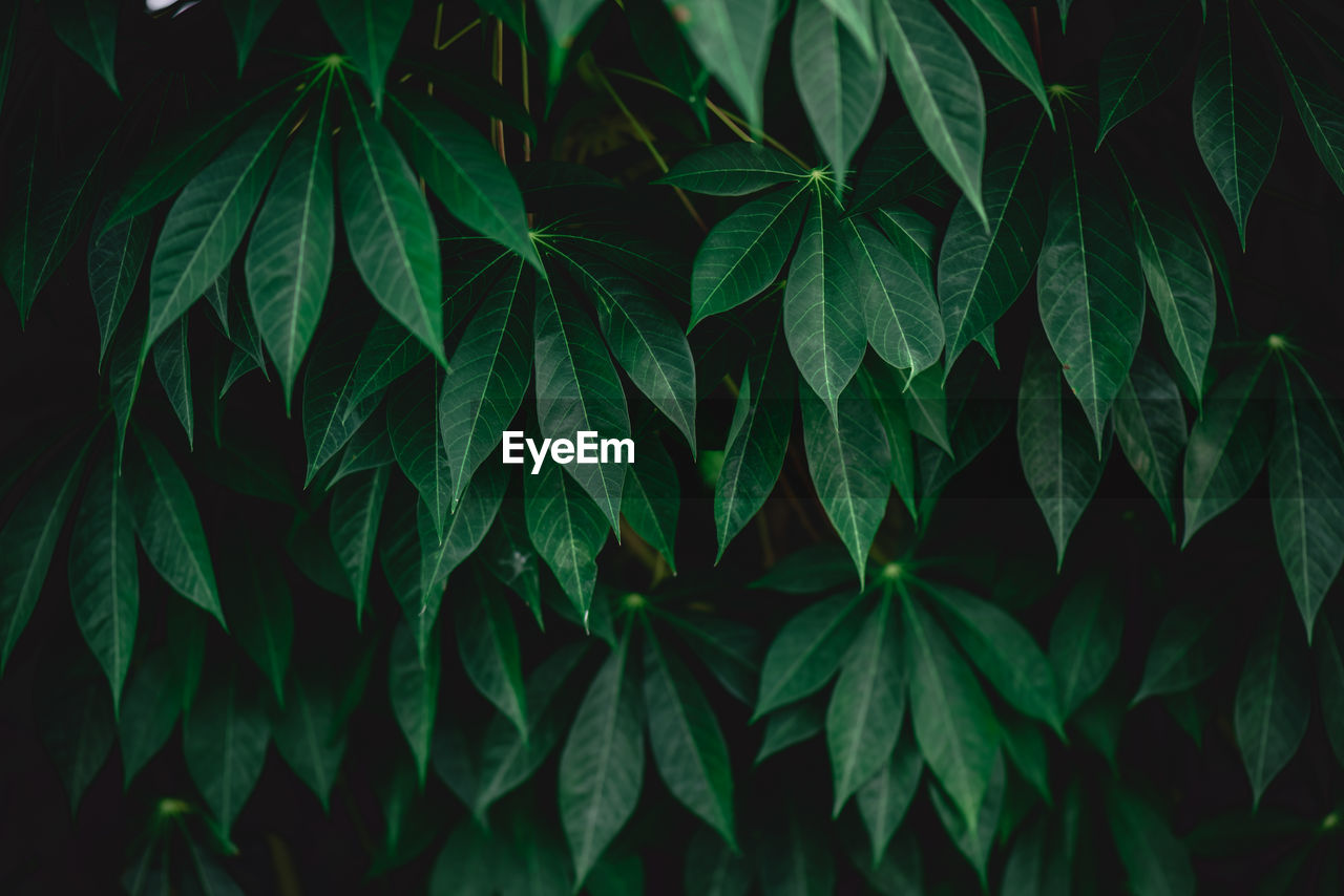 Close-up of green leaves