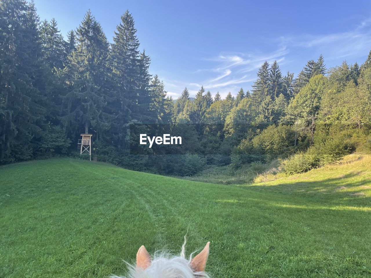 PERSON ON FIELD AGAINST TREES