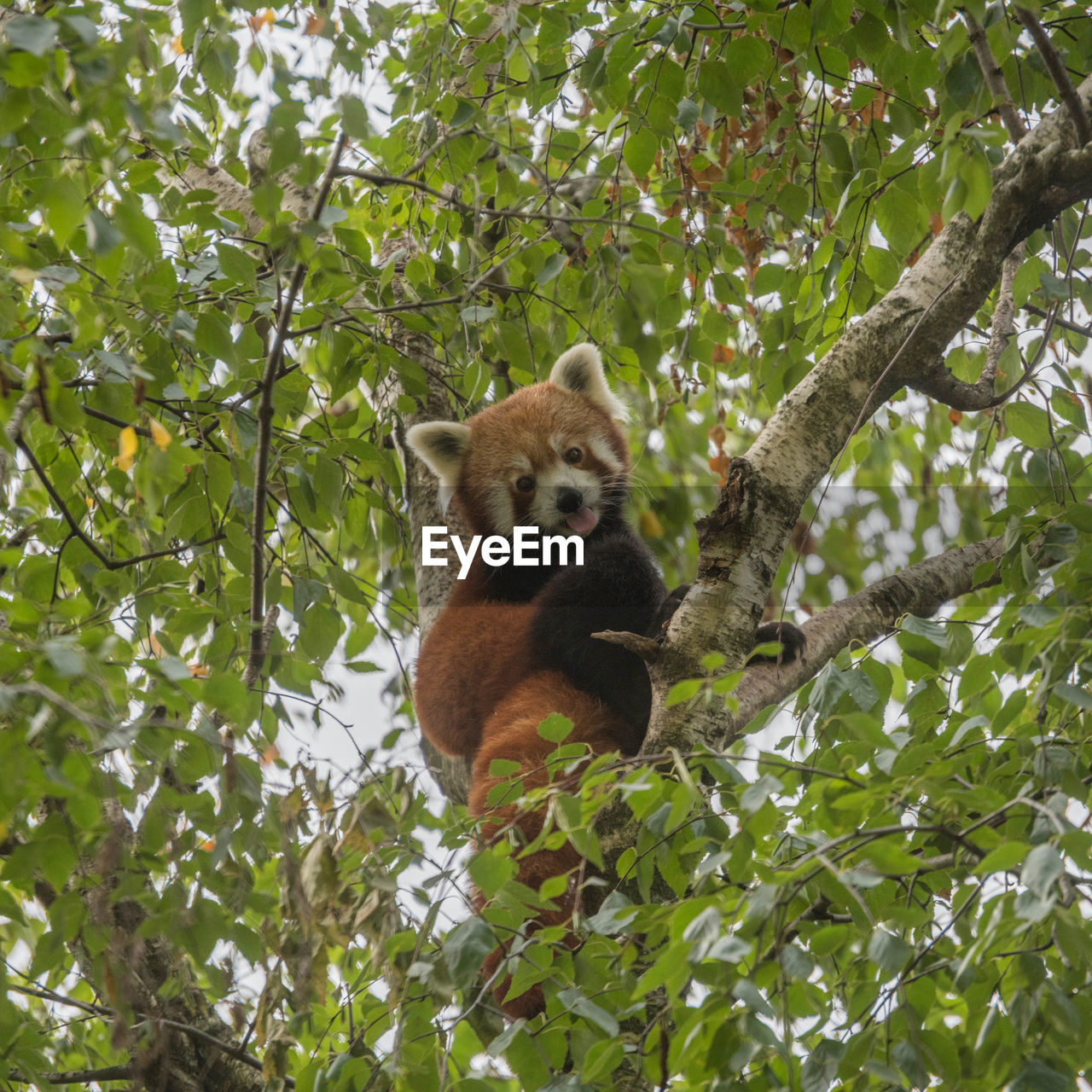 LOW ANGLE VIEW OF A SQUIRREL ON TREE