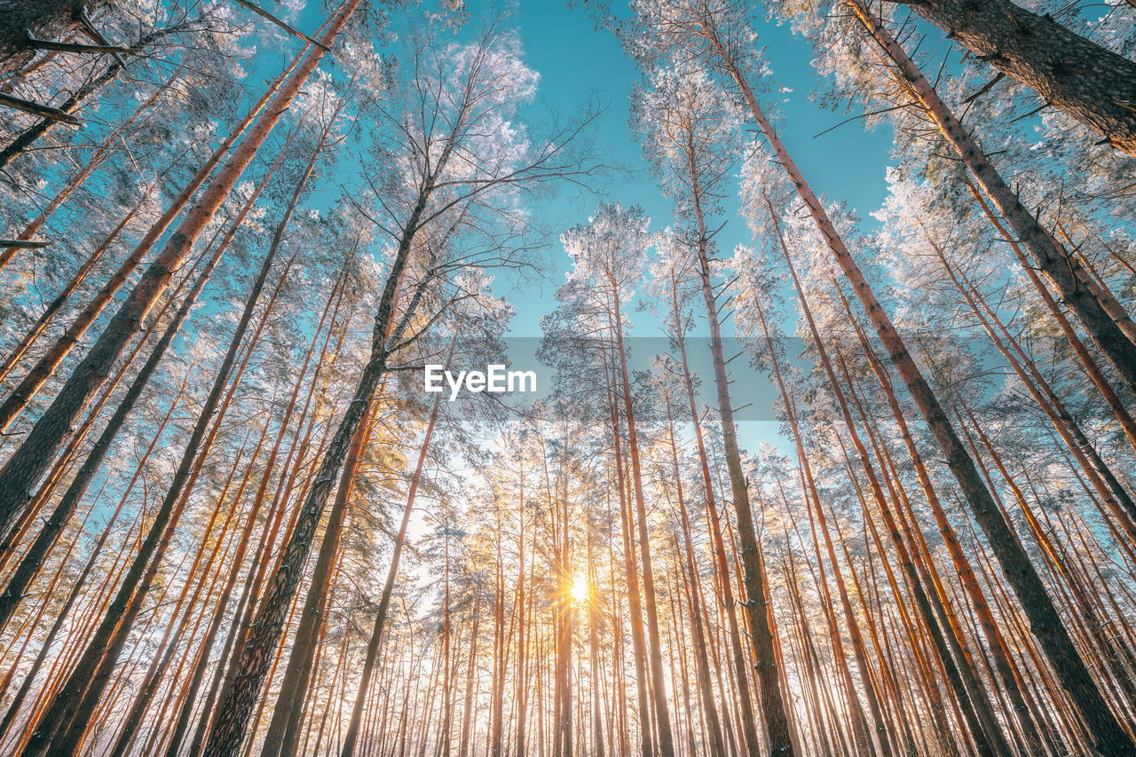 LOW ANGLE VIEW OF TREES IN FOREST AGAINST BRIGHT SKY